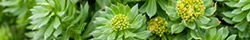 Rhodiola