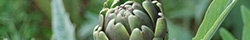 Artichoke Leaf