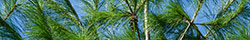 White pine bark