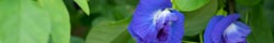 Butterfly pea flower