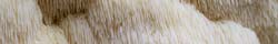 Lion's Mane mushroom