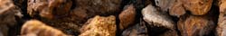 Chaga mushroom