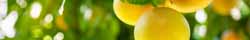 Grapefruit peel