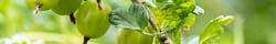 Amla Berry