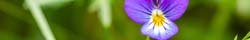 Violet Leaf