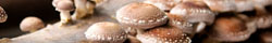 Shiitake Mushroom