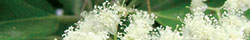 Allspice