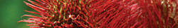 Annatto
