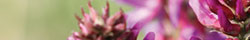 Astragalus
