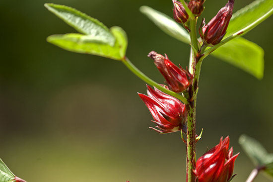 Hibiscus