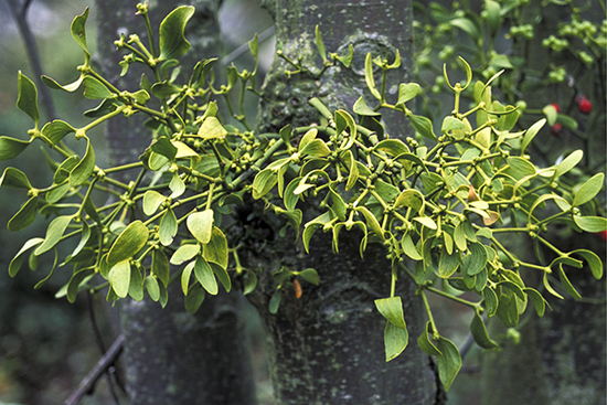 Mistletoe