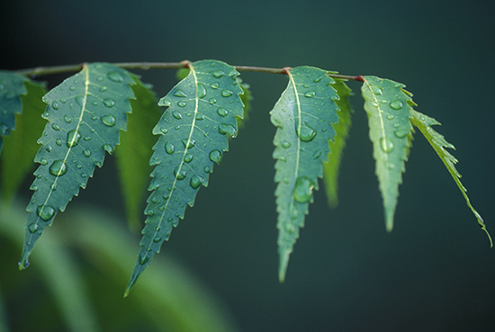 neem leaf