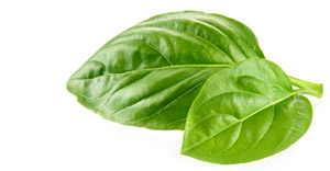 basil