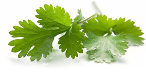 cilantro