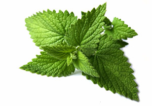 spearmint