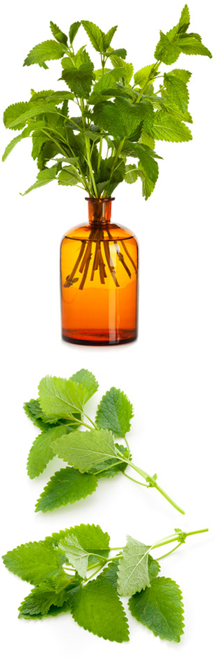 lemon balm and apothecary bottle
