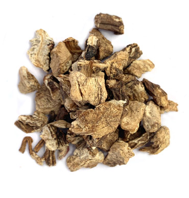 buy bulk angelica root