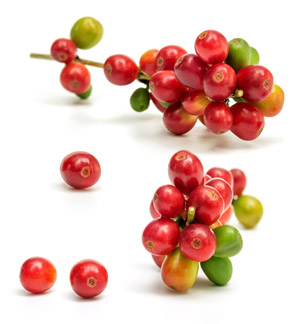 coffee berries
