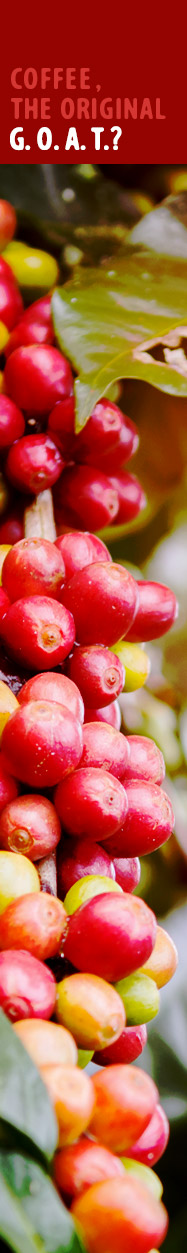 [ COFFEE - follow the beans ] ~ from HerbCo