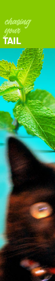 [ Crazy for Catnip - Chasing Your Tail ] ~ from Monterey Bay Spice