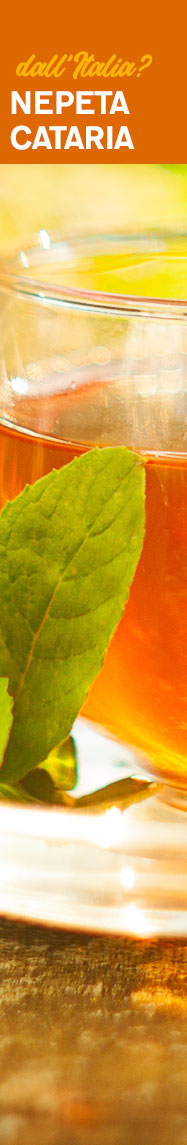 [ Crazy for Catnip - dall'Italia Nepeta Cataria ] ~ from Monterey Bay Spice