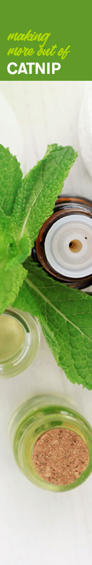 [ Crazy for Catnip - To Sleep Or Not to Sleep ] ~ from Monterey Bay Spice