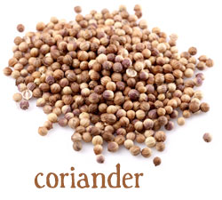 [ info: coriander ] ~ from Monterey Bay Herb Company