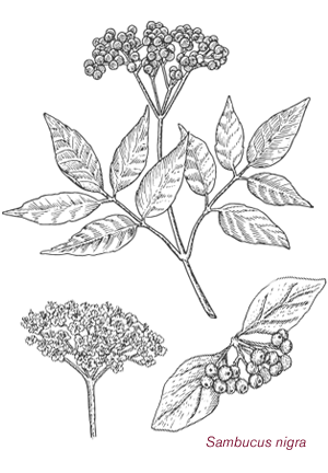 [ sambucus nigra ] ~ from Monterey Bay Herb Company