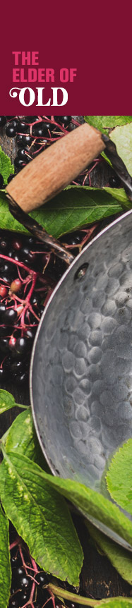 [ The Hedgerow Herb: European Elder - Elder of Old ] ~ from Monterey Bay Spice