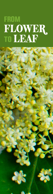 [ The Hedgerow Herb: European Elder - Flower to Leaf ] ~ from Monterey Bay Spice