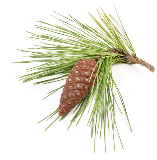 spray pine