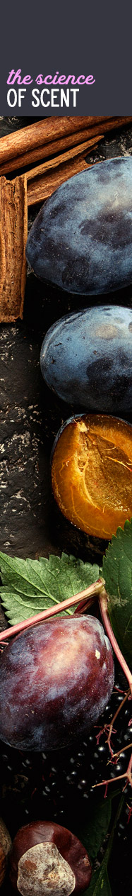 [ The Scents of The Season ~ The Science of Scent ] ~ from Monterey Bay Spice