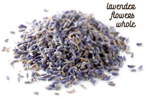Lavender Flower Image