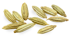 fennel seed