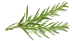 [ rosemary ] ~ from Monterey Bay Herb Company