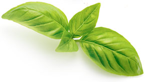 [ fresh basil ]