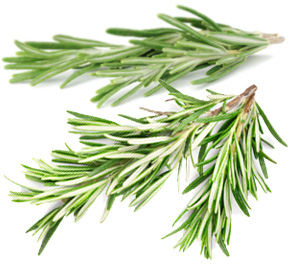 [ rosemary ] ~ from Monterey Bay Herb Company