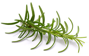 [ rosemary ]