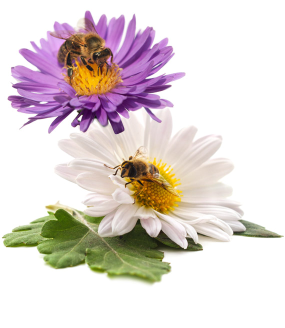 birds and bees and flowers