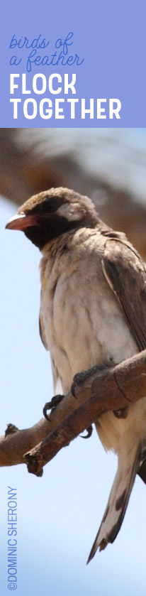 [ MAKING HERBAL BITTERS - Borborygmi Blues ] ~ from HerbCo