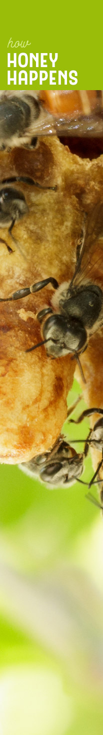 [ MAKING HERBAL HONEY - How Honey Happens ] ~ from HerbCo