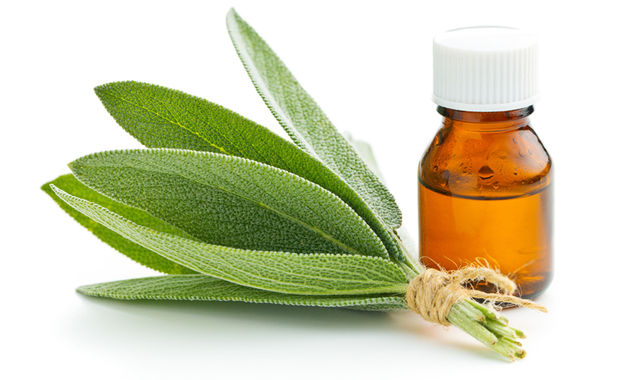 Sage and Sage Essential Oil