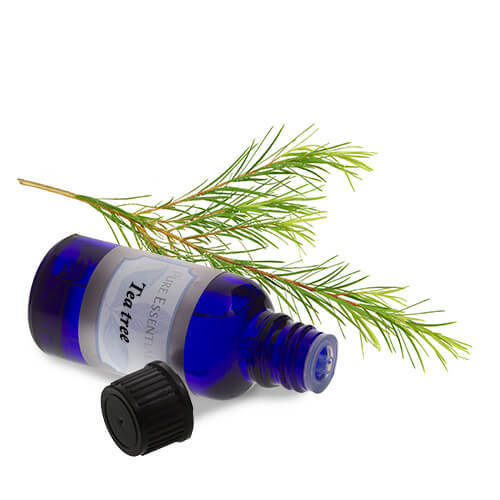 buy bulk tea tree essential oil
