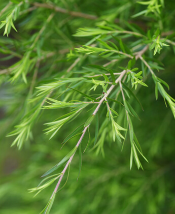 kitchen & bath grout cleaner