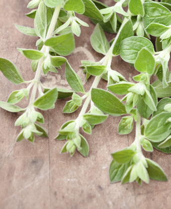 tea tree and thyme surfae and counter spray