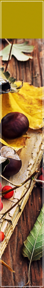 [ Herbal Immunity Helpers: Infusions & Decoctions ] ~ from Monterey Bay Spice