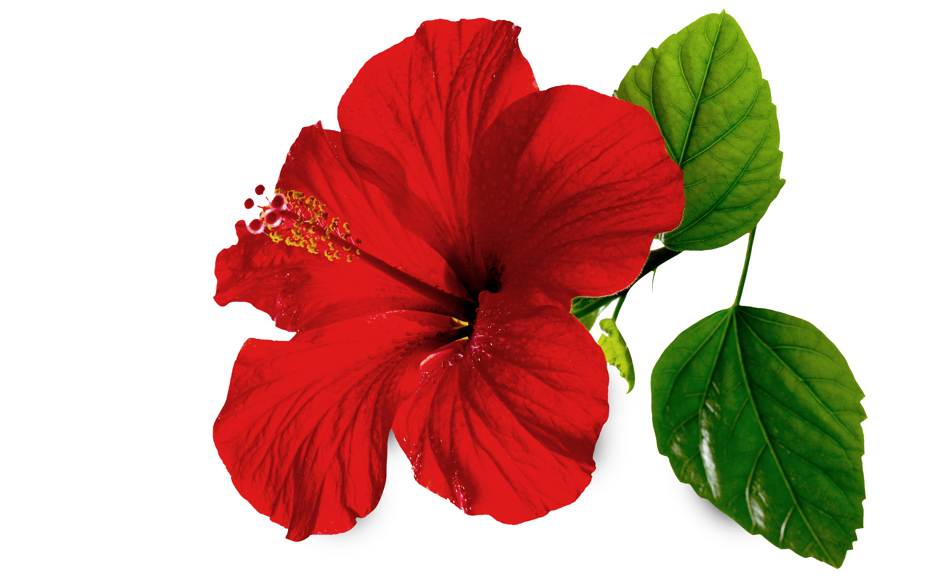 hibiscus blossoms