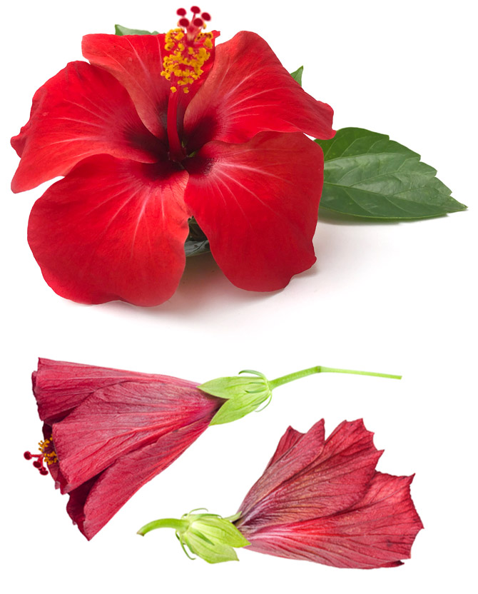 Hibiscus Flowers Organic Petals Tea Dried Cut Bulk Hibiscus Sabdariffa 