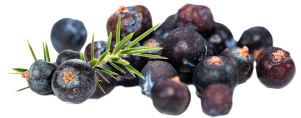 Juniper Berry