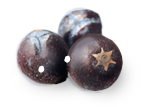 juniper berry